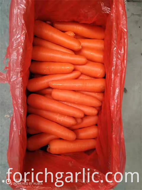 Good Quality Fresh Carrot
